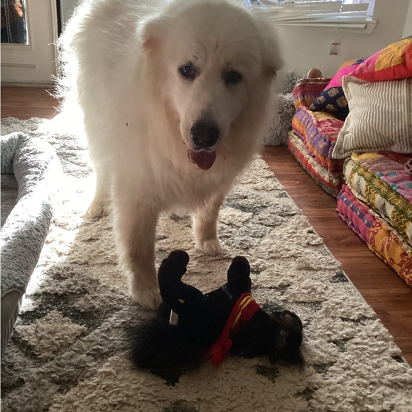 Meet your Posher, Ginna - Picture 7 of 12